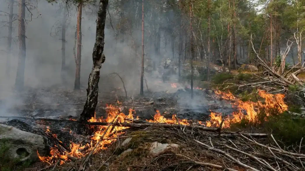 Detienen a nuevo sospechoso por incendio en bosque de Fontainebleau
