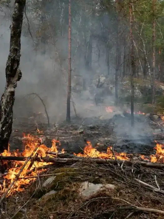Detienen a nuevo sospechoso por incendio en bosque de Fontainebleau