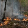 Detienen a nuevo sospechoso por incendio en bosque de Fontainebleau