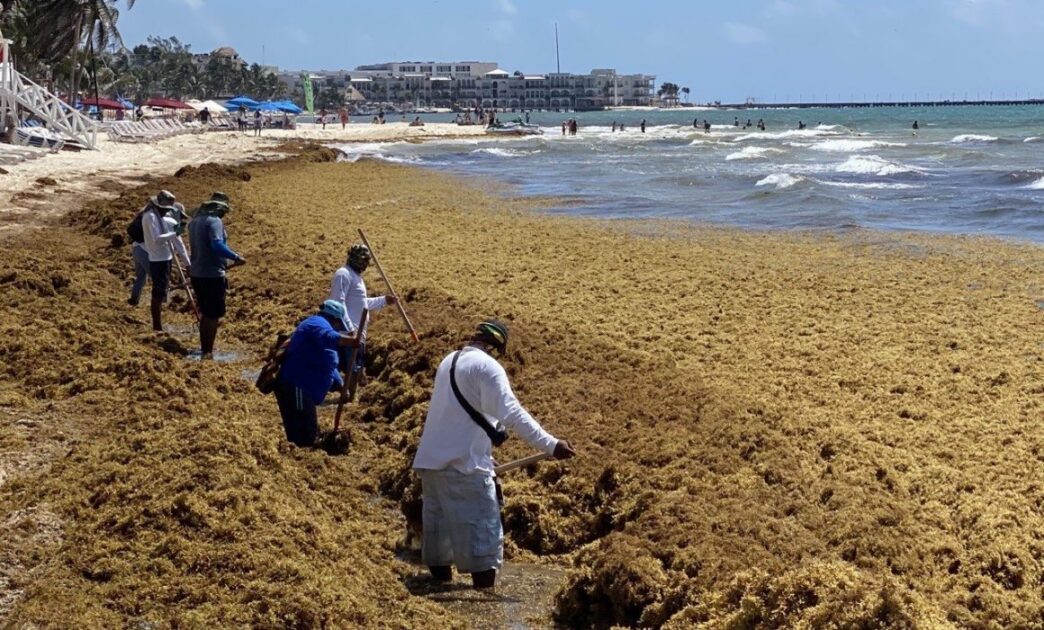 Disminuye llegada de sargazo a playas de Quintana Roo en agosto