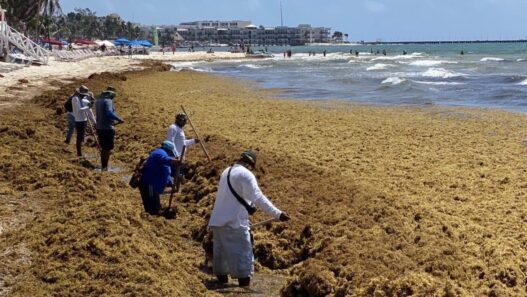 Disminuye llegada de sargazo a playas de Quintana Roo en agosto