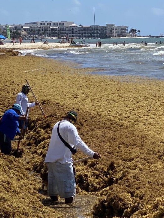 Disminuye llegada de sargazo a playas de Quintana Roo en agosto