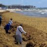 Disminuye llegada de sargazo a playas de Quintana Roo en agosto