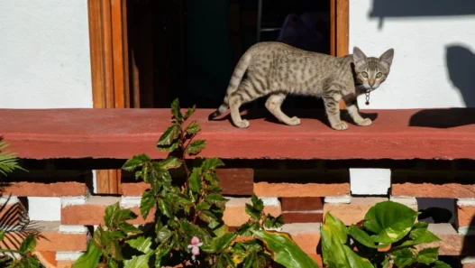 Poder Judicial ordena censo de animales en Refugio Franciscano