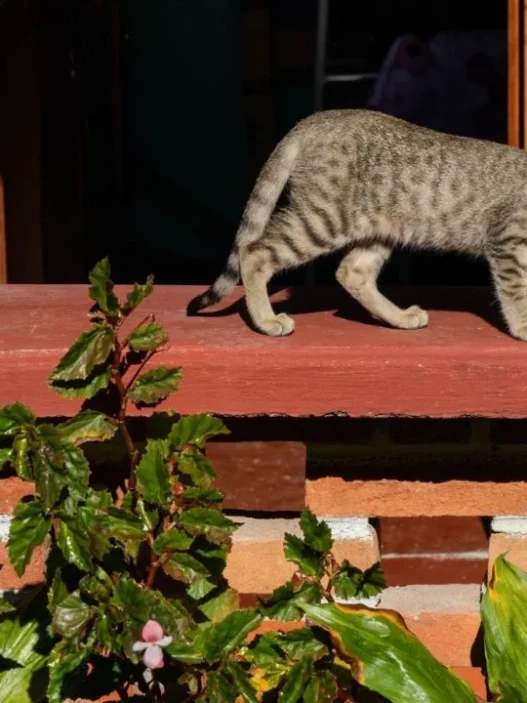 Poder Judicial ordena censo de animales en Refugio Franciscano