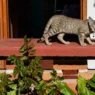 Poder Judicial ordena censo de animales en Refugio Franciscano